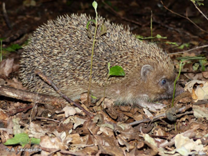  © A. Lacoeuilhe