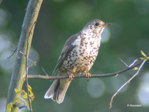 Treillières (La Cathelinière); © P. Gourdain