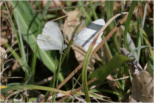 <i>Leptidea sinapis</i> (Linnaeus, 1758) © 