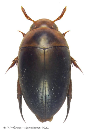  © P.Prévost - Magellanes 2021