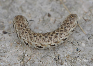 <i>Proserpinus proserpina</i> (Pallas, 1772) © A. Lévêque