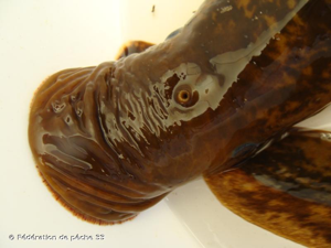  © Fédération de pêche 33