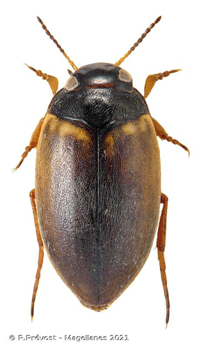  © P.Prévost - Magellanes 2021
