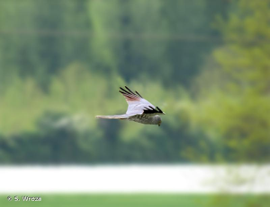  © S. Wroza