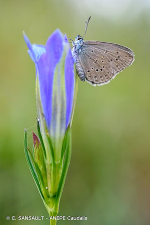  © E. SANSAULT - ANEPE Caudalis