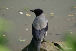 <i>Corvus corone cornix</i> Linnaeus, 1758 © P. Gourdain