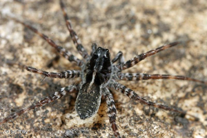 <i>Pardosa prativaga</i> (L. Koch, 1870) © J-J. Tilly