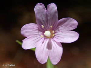 <i>Epilobium palustre</i> L., 1753 © H. TINGUY