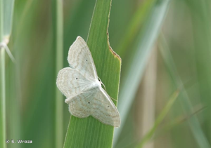 <i>Scopula immutata</i> (Linnaeus, 1758) © S. Wroza