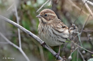 <i>Emberiza schoeniclus</i> (Linnaeus, 1758) © S. Wroza