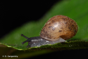 <i>Trochulus hispidus</i> (Linnaeus, 1758) © O. Gargominy