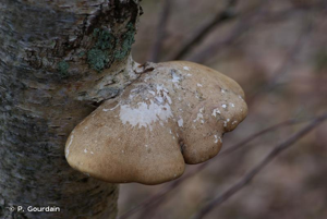 <i>Piptoporus betulinus</i> (Bull.) P.Karst., 1881 © P. Gourdain