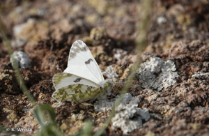 <i>Euchloe crameri</i> Butler, 1869 © S. Wroza