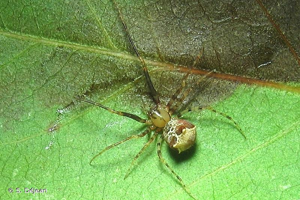 <i>Ero tuberculata</i> (De Geer, 1778) © S. Déjean
