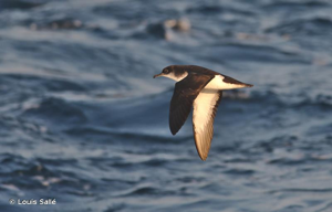 <i>Puffinus puffinus</i> (Brünnich, 1764) © Louis Sallé