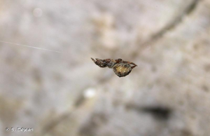 <i>Hyptiotes paradoxus</i> (C.L. Koch, 1834) © S. Déjean