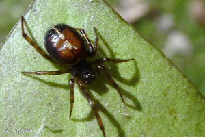 <i>Steatoda bipunctata</i> (Linnaeus, 1758) © S. Déjean