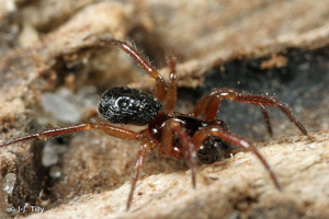 <i>Robertus arundineti</i> (O. Pickard-Cambridge, 1871) © J-J. Tilly