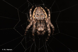 <i>Nuctenea umbratica</i> (Clerck, 1758) © N. Henon