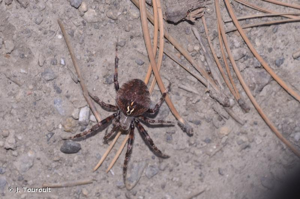 <i>Araneus angulatus</i> Clerck, 1758 © J. Touroult