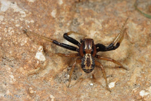 <i>Xysticus erraticus</i> (Blackwall, 1834) © J-J. Tilly