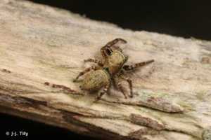 <i>Dendryphantes rudis</i> (Sundevall, 1833) © J-J. Tilly