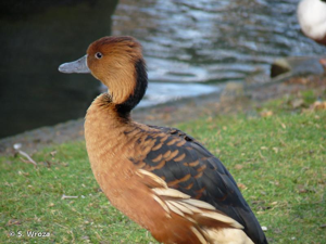 <i>Dendrocygna bicolor</i> (Vieillot, 1816) © S. Wroza