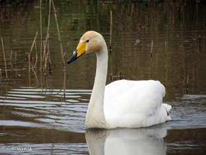 <i>Cygnus cygnus</i> (Linnaeus, 1758) © S. Wroza