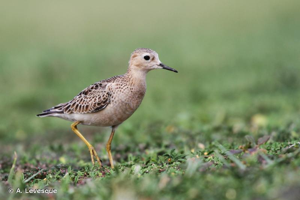 <i>Calidris subruficollis</i> (Vieillot, 1819) © A. Levesque