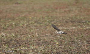 <i>Pluvialis fulva</i> (Gmelin, 1789) © S. Wroza