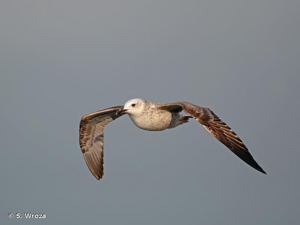 <i>Larus cachinnans</i> Pallas, 1811 © S. Wroza