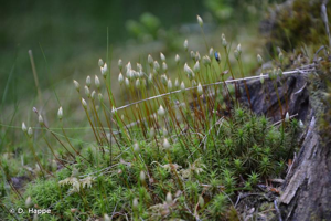 <i>Polytrichum formosum</i> Hedw., 1801 © D. Happe