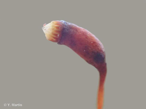 <i>Pseudoscleropodium purum</i> (Hedw.) M.Fleisch., 1923 © 