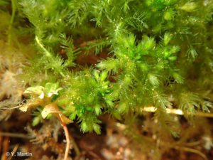 <i>Sphagnum auriculatum</i> Schimp., 1857 © 