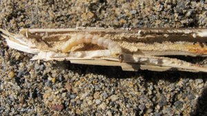 <i>Agapanthia villosoviridescens</i> (De Geer, 1775) © B. Calmont