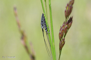<i>Calamobius filum</i> (Rossi, 1790) © J. Touroult