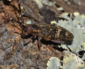 <i>Monochamus galloprovincialis</i> (Olivier, 1795) © J. Touroult