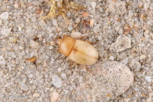 <i>Phaleria cadaverina cadaverina</i> (Fabricius, 1792) © J. Touroult