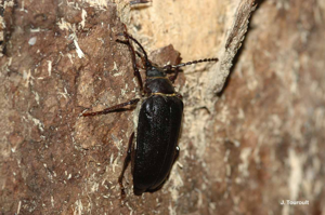<i>Prionus coriarius</i> (Linnaeus, 1758) © J. Touroult