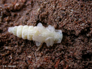 <i>Arhopalus rusticus</i> (Linnaeus, 1758) © B. Calmont