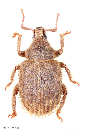 <i>Caenopsis waltoni</i> (Boheman, 1842) © P. Ponel