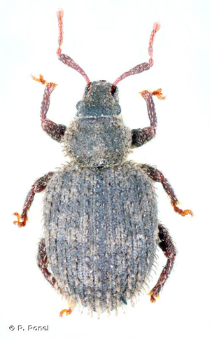 <i>Cathormiocerus myrmecophilus</i> (Seidlitz, 1868) © P. Ponel