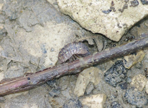 <i>Armadillidium vulgare</i> (Latreille, 1804) © J. Thevenot