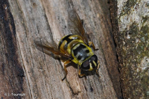 <i>Myathropa florea</i> (Linnaeus, 1758) © J. Touroult