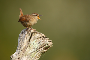 Troglodyte mignon © David LEDAN