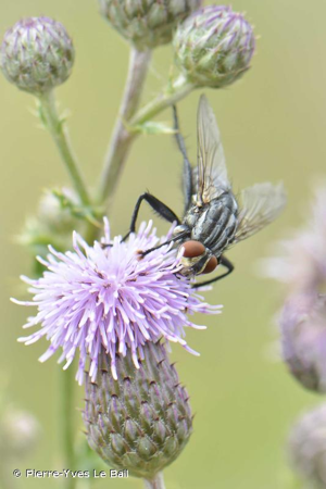 <i>Sarcophaga carnaria</i> (Linnaeus, 1758) © Pierre-Yves Le Bail