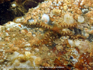 <i>Ophiothrix fragilis</i> (Abildgaard <i>in</i> O.F. Müller, 1789) © Benjamin GUICHARD/Agence des aires marines protégées