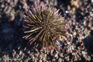 <i>Psammechinus miliaris</i> (P.L.S. Müller, 1771) © Michel Garnier