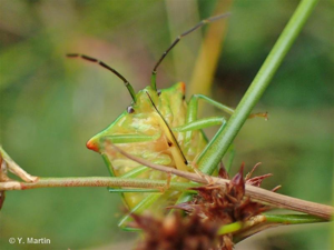 <i>Acanthosoma haemorrhoidale</i> (Linnaeus, 1758) © 
