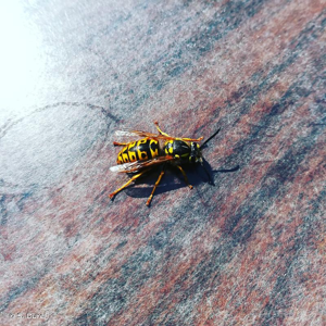 <i>Vespula germanica</i> (Fabricius, 1793) © S. Durel